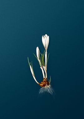 Spring Crocus Flowers