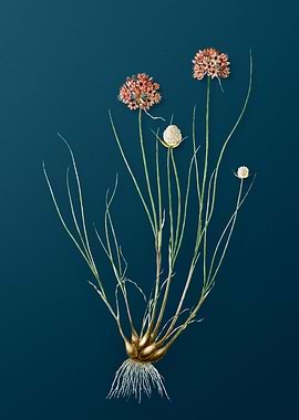 Allium Globosum on Teal