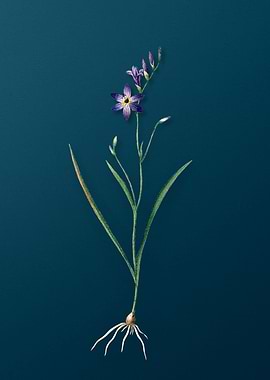 Classic Ixia Secunda