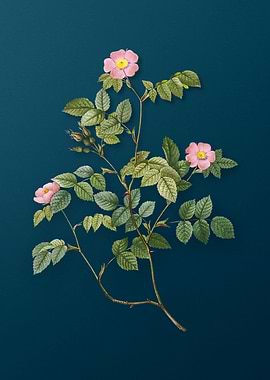 Blooming Sweetbriar Rose