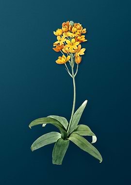 Sun Star Vintage Florals