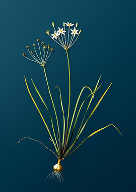 Allium Straitum on Teal