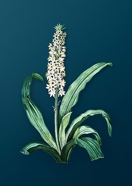 Vintage Eucomis Punctata