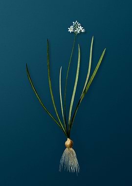 Spring Squill Flowers