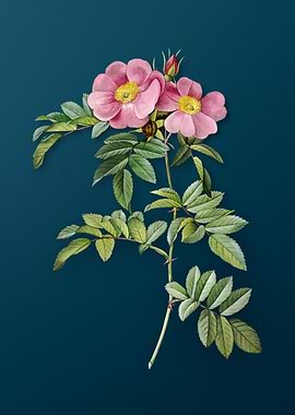 Blooming Rosa Lucida