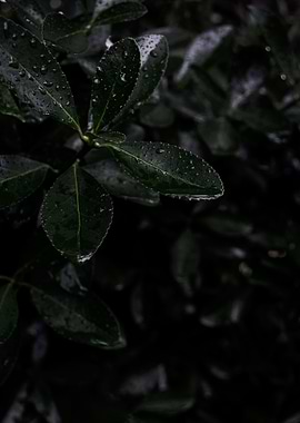 Rainy plant