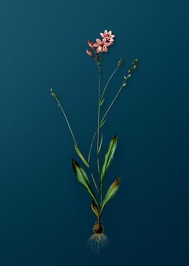 Vintage Gladiolus Junceus