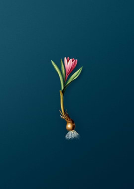 Spring Meadow Saffron