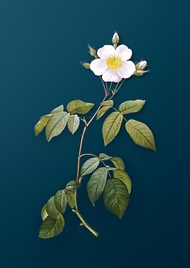 Big Leaved Climbing Rose