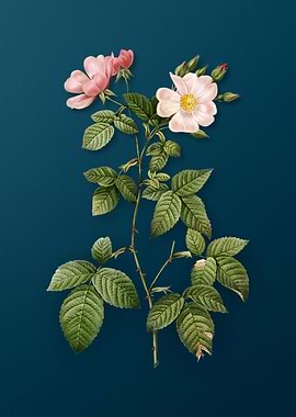 Red Bramble Leaved Rose