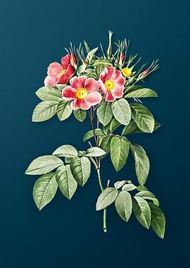 Blooming Pasture Rose