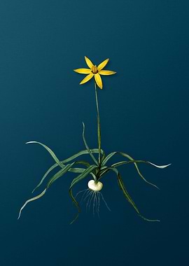 Vintage Hypoxis Stellata