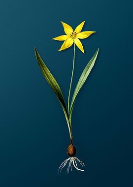 Tulipa Celsiana Florals