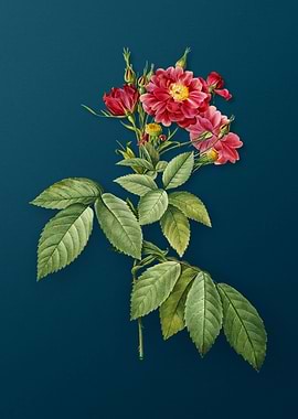 Blooming Boursault Rose