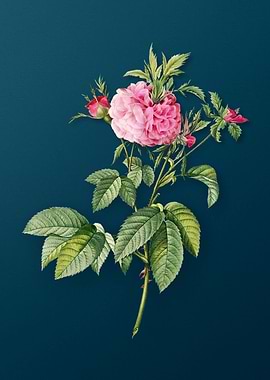 Pink Agatha Rose Flower