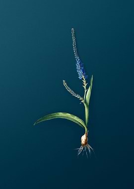 Classic Ixia Plantaginea