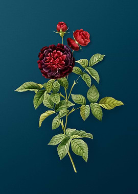 One Hundred Leaved Rose