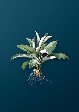 Kaempferia Angustifolia