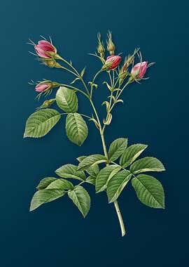 Evrats Rose Crimson Buds