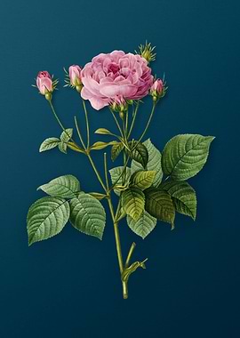 Pink French Roses Florals