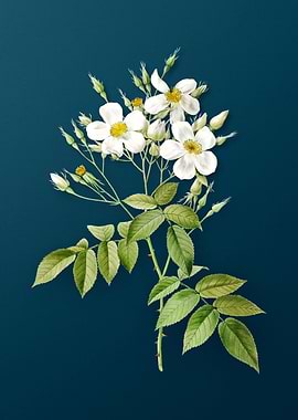 Blooming Musk Rose on Teal