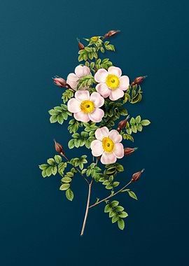 Thornless Burnet Rose