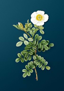 Blooming Macartney Rose