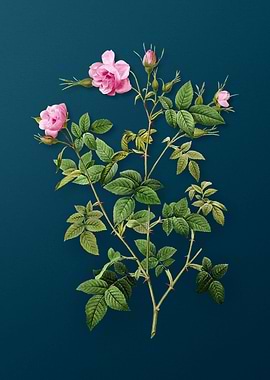 Pink Flowering Rosebush