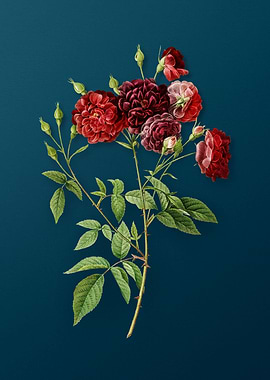 Ternaux Rose Bloom Vintage