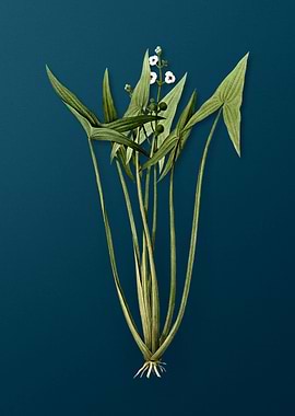 Arrowhead on Dark Teal