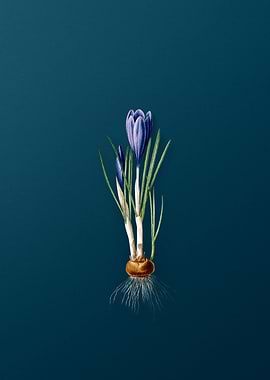 Spring Crocus Flowers