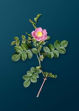 Pink Sweetbriar Rose