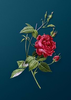 Blood Red Bengal Rose