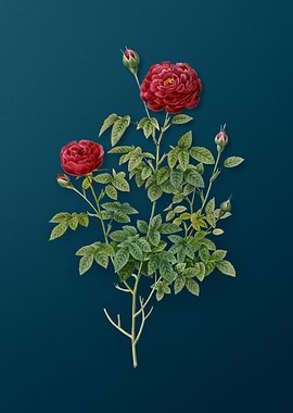 Burgundy Cabbage Rose