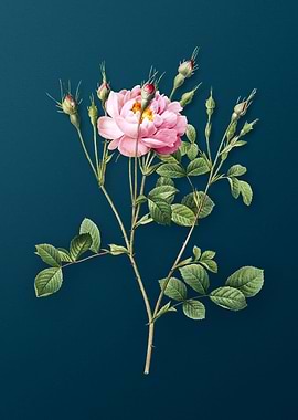 Anemone Sweetbriar Rose