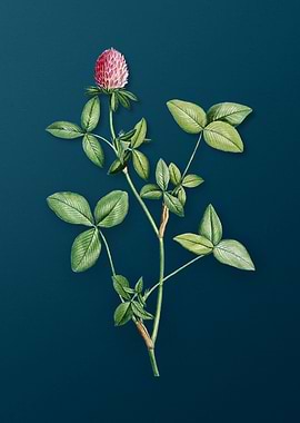 Blooming Pink Clover