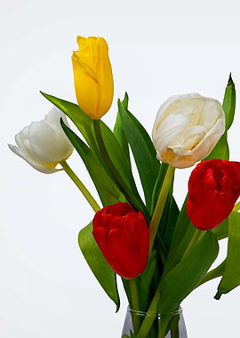 Bunch Of Tulips On White