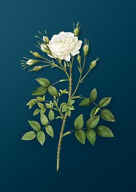 White Rose of Rosenberg