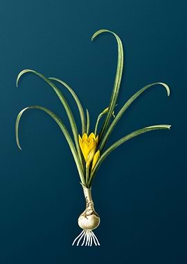 Yellow Autumn Crocus