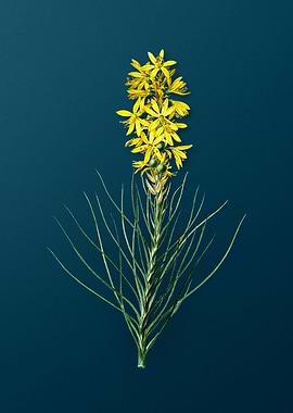 Yellow Asphodel