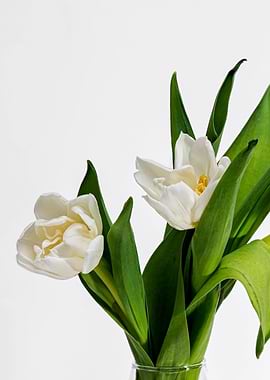 Two White Tulips On White
