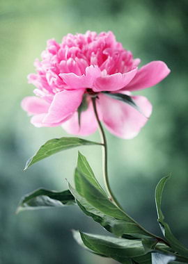 Peony