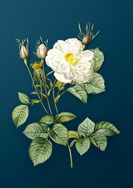 White Rose of York