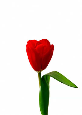 Red Tulip Flower On White