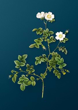 White Sweetbriar Rose