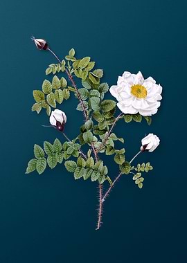 White Burnet Roses