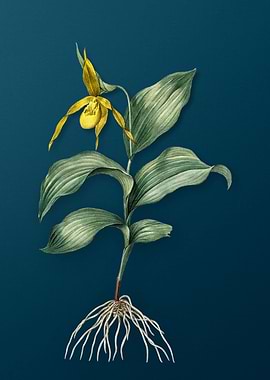 Yellow Slipper Orchid