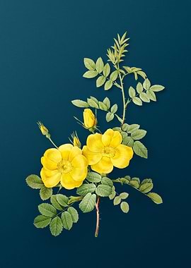Yellow Sweetbriar Roses