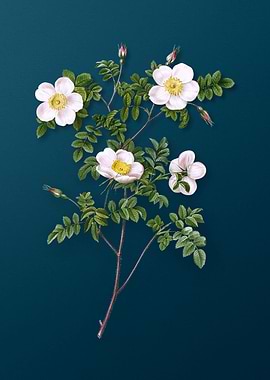 White Candolles Rose