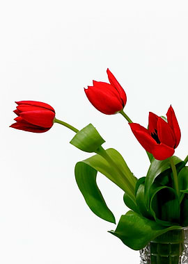 flower flora floral tulip